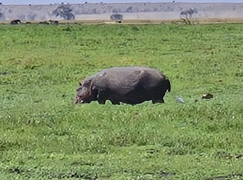 Souvenir du voyage de Raphaël, Kenya