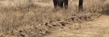 Souvenir du voyage de Raphaël, Kenya