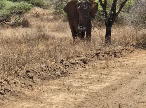 Souvenir du voyage de Raphaël, Kenya