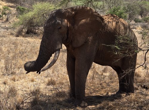 Souvenir du voyage de Raphaël, Kenya