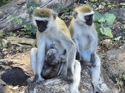 Souvenir du voyage de Raphaël, Kenya