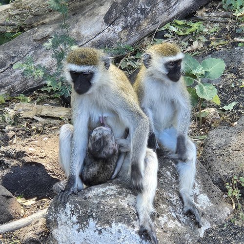 Souvenir du voyage de Raphaël, Kenya