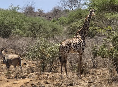 Souvenir du voyage de Raphaël, Kenya