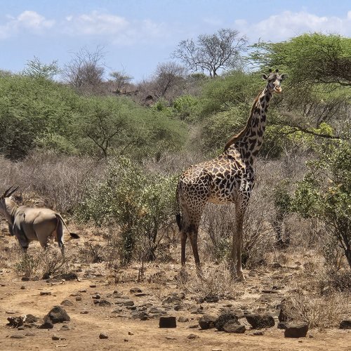 Souvenir du voyage de Raphaël, Kenya