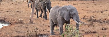 Souvenir du voyage de Raphaël, Kenya