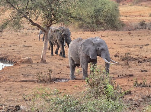 Souvenir du voyage de Raphaël, Kenya