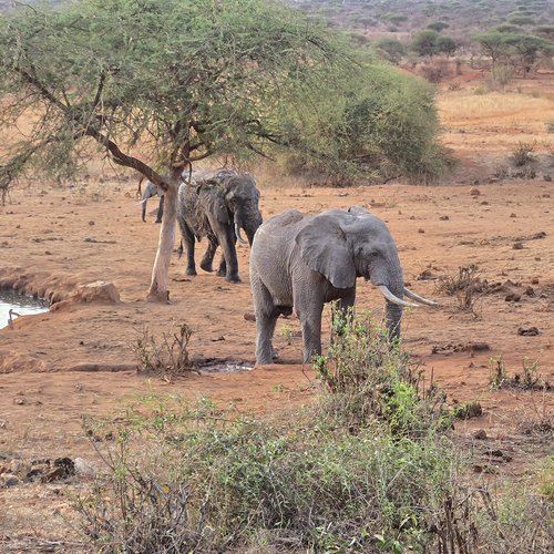 Souvenir du voyage de Raphaël, Kenya