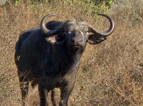 Souvenir du voyage de Raphaël, Kenya