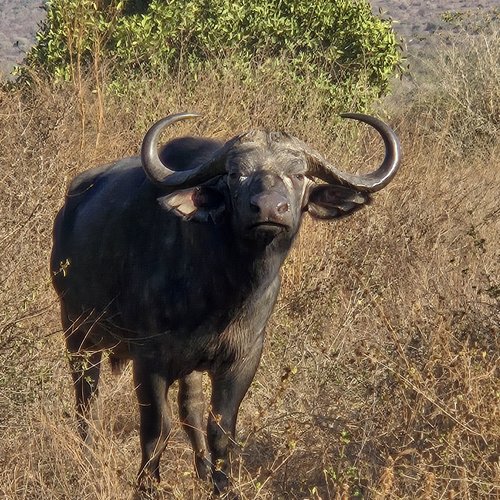 Souvenir du voyage de Raphaël, Kenya