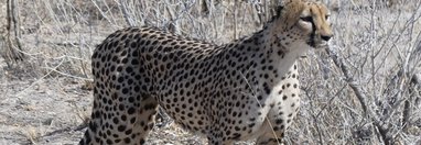 Souvenir du voyage de Eric, Namibie