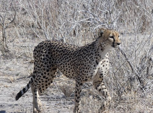 Souvenir du voyage de Eric, Namibie