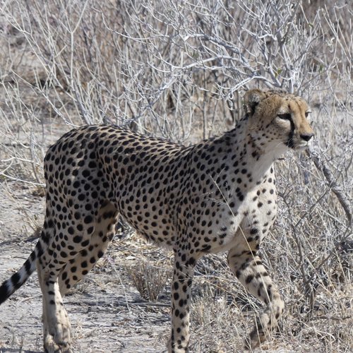 Souvenir du voyage de Eric, Namibie