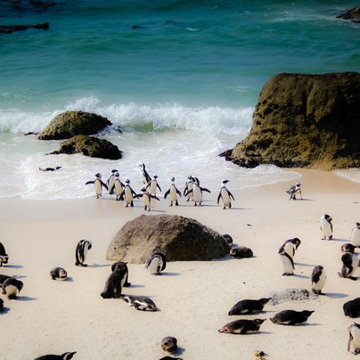 Pingouins a Cape Town en Afrique du Sud