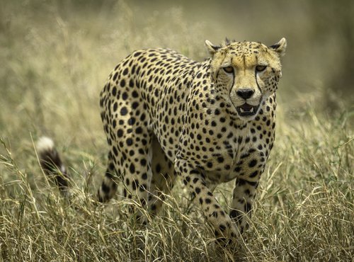 Souvenir du voyage de Virgile, Tanzanie