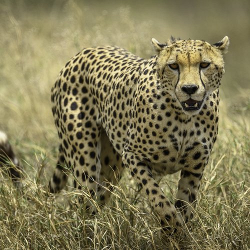 Souvenir du voyage de Virgile, Tanzanie