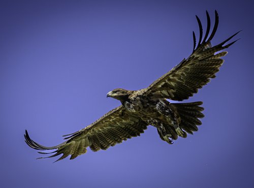 Souvenir du voyage de Virgile, Tanzanie