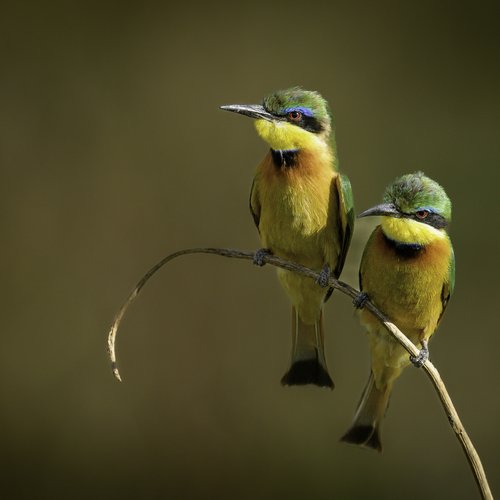 Souvenir du voyage de Virgile, Tanzanie