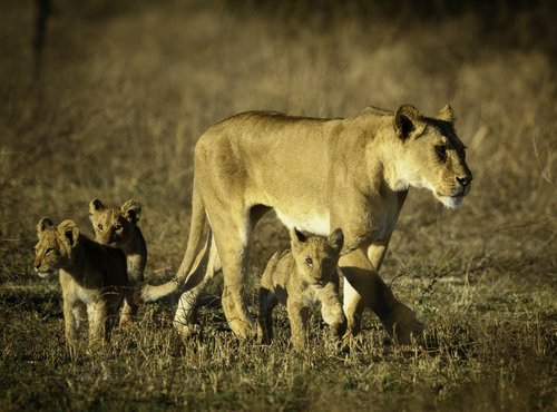 Souvenir du voyage de Virgile, Tanzanie