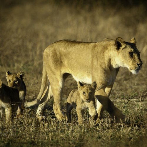 Souvenir du voyage de Virgile, Tanzanie