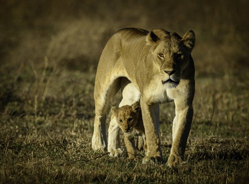 Souvenir du voyage de Virgile, Tanzanie