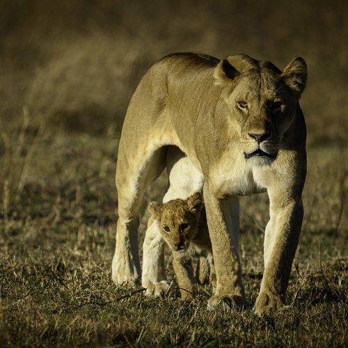 Souvenir du voyage de Virgile, Tanzanie