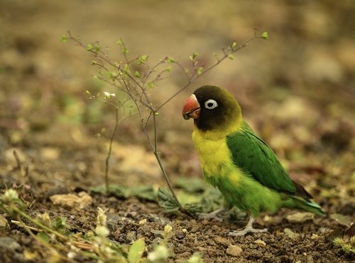 Souvenir du voyage de Virgile, Tanzanie