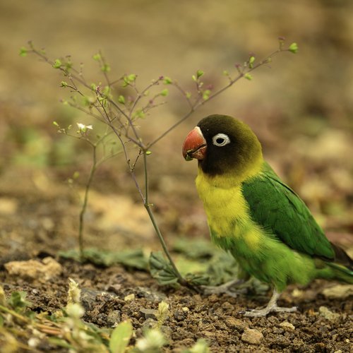 Souvenir du voyage de Virgile, Tanzanie