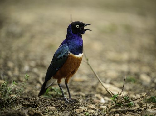 Souvenir du voyage de Virgile, Tanzanie