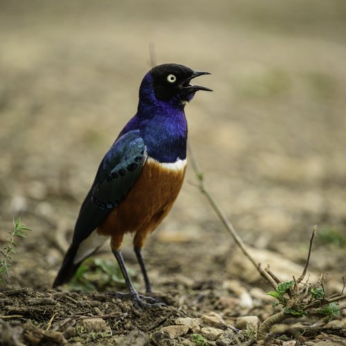 Souvenir du voyage de Virgile, Tanzanie