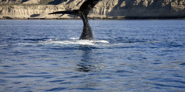 Argentine baleine Péninsule Valdez