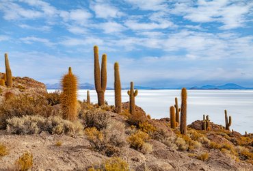 Cactus dans la Salar D'Uyuni en Bolivie