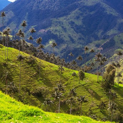 Cocora valley en Colombie