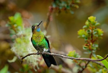 Colibri dans le parc de Chingaza en Colombie