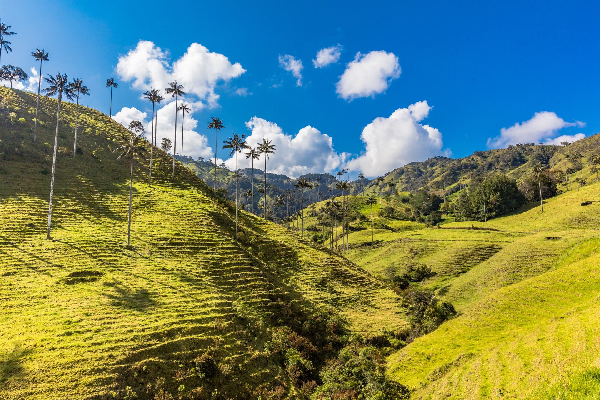 Vallee de Cocora en Colombie