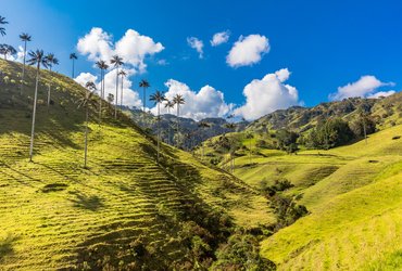 Vallee de Cocora en Colombie