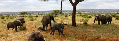 Souvenir du voyage de Francois, Tanzanie