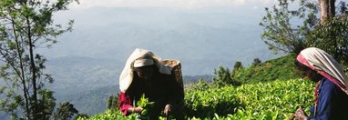 Souvenir du voyage de jerome, Sri Lanka