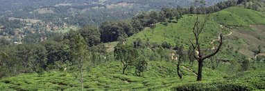 Souvenir du voyage de FABIENNE, Sri Lanka