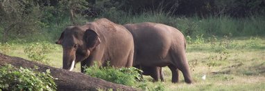 Souvenir du voyage de FABIENNE, Sri Lanka