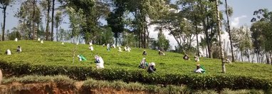 Souvenir du voyage de FABIENNE, Sri Lanka