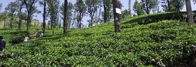 Souvenir du voyage de FABIENNE, Sri Lanka