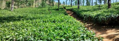 Souvenir du voyage de FABIENNE, Sri Lanka