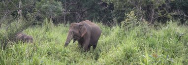 Souvenir du voyage de Elisabeth, Sri Lanka