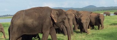 Souvenir du voyage de Alain, Sri Lanka