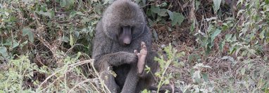 Souvenir du voyage de Florence, Tanzanie