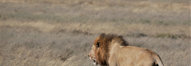 Souvenir du voyage de Florence, Tanzanie