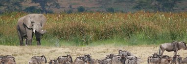 Souvenir du voyage de Florence, Tanzanie