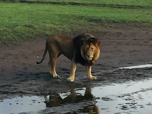 Souvenir du voyage de Christophe, Tanzanie