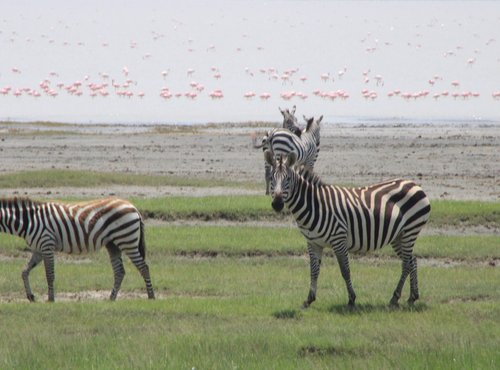 Souvenir du voyage de Philippe, Tanzanie