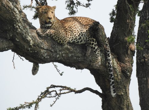 Souvenir du voyage de Patrick, Tanzanie